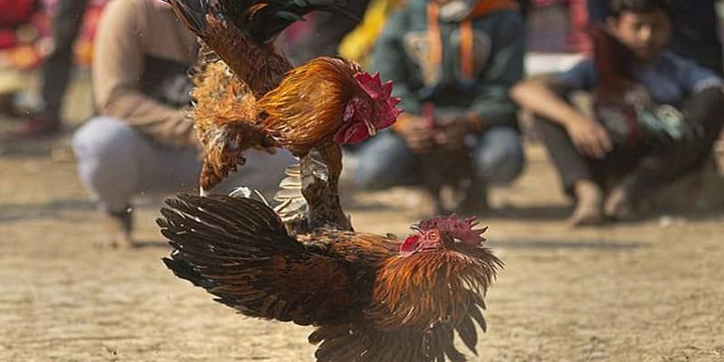 Giới thiệu về tuyệt chiêu đá chọi đòn